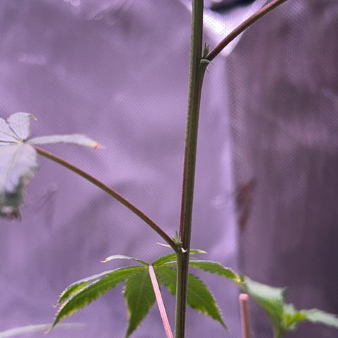 Bubby  growlog photo: Today it seems that the clone is taking a while to come back from the shock. The new growth seems to be healthy and growing in fast. That one leave that has shown trauma has been burnt badly 