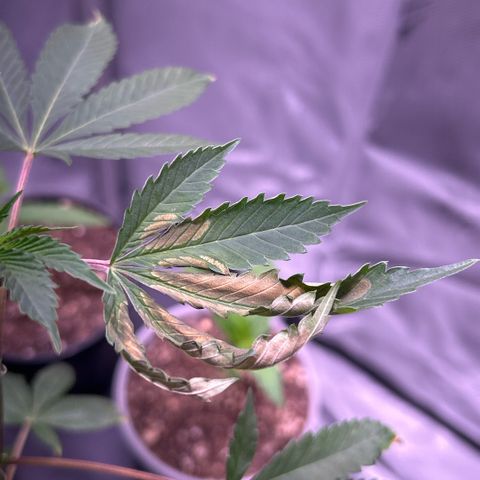 Bubby  growlog photo: Today it seems that the clone is taking a while to come back from the shock. The new growth seems to be healthy and growing in fast. That one leave that has shown trauma has been burnt badly 