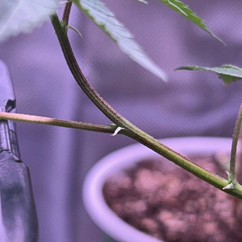 Bubby  growlog photo: Today it seems that the clone is taking a while to come back from the shock. The new growth seems to be healthy and growing in fast. That one leave that has shown trauma has been burnt badly, I might need to trim the smaller leaves off so it can maximize growth and energy. After it regulates I will plan on giving it nutrients. 