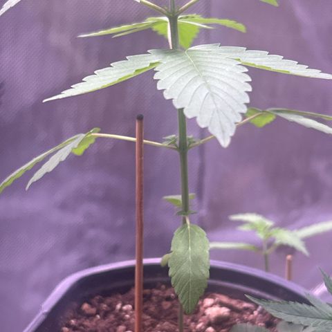 Foto de la cronología del growlog de Squidwina (Chick Magnet)
