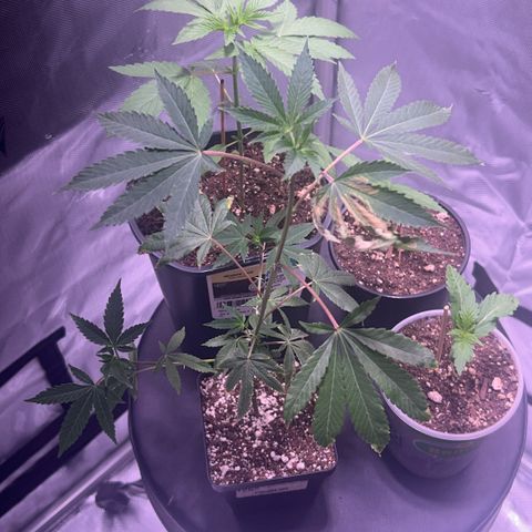 Bubby  growlog photo: A couple hours later 9:53 pm no water as of yet.