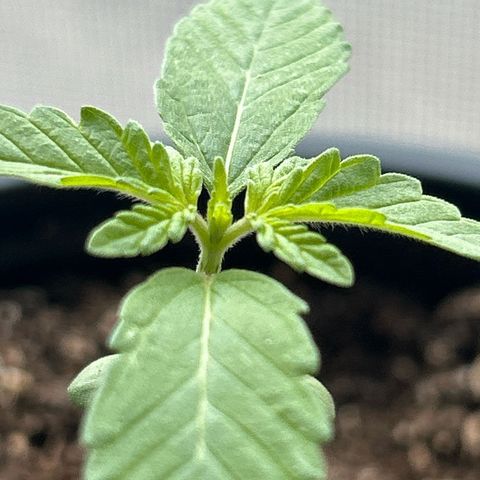 Foto de la cronología del growlog de Squidwina (Chick Magnet)
