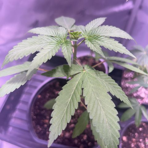Foto del growlog de Squidwina (Chick Magnet): Doing great growth has sped up in the most recent days. I just FIM her so hopefully she’ll spread out some more ! 