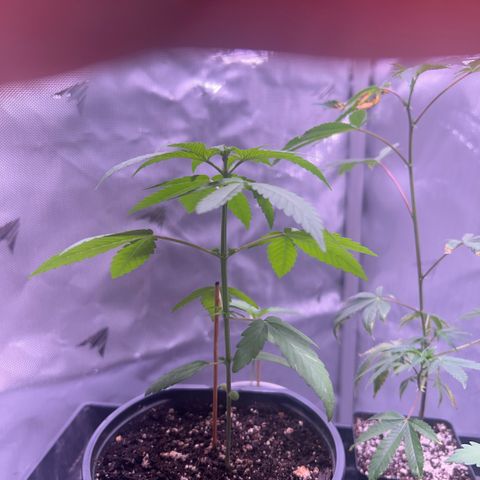 Foto del growlog de Squidwina (Chick Magnet): Doing great growth has sped up in the most recent days. I just FIM her so hopefully she’ll spread out some more ! 