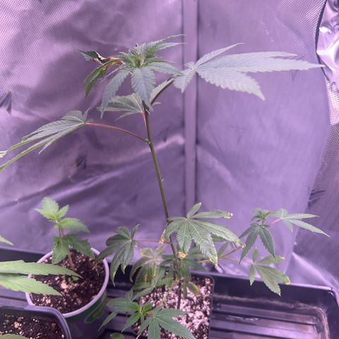 Bubby  growlog photo: Doing great ! Adjusting well !! Will consider pruning soon. 
