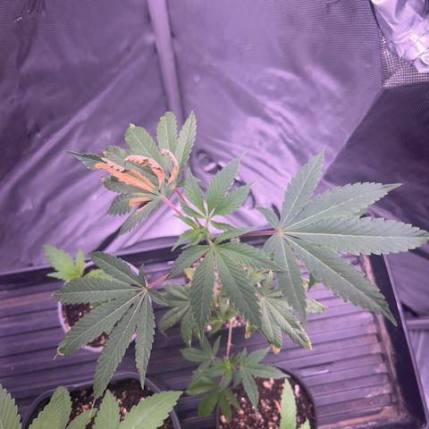 Bubby  growlog photo: Doing great ! Adjusting well !! Will consider pruning soon. 