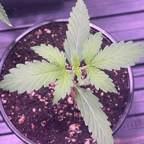 Panini (Sweet Mandarin Blossom) growlog photo: Doing great ! Stretching a bit but overall well ! 