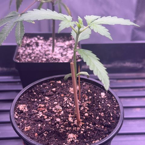 Panini (Sweet Mandarin Blossom) growlog photo: Doing great ! Stretching a bit but overall well ! 