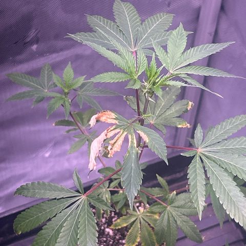Bubby  growlog timeline photo
