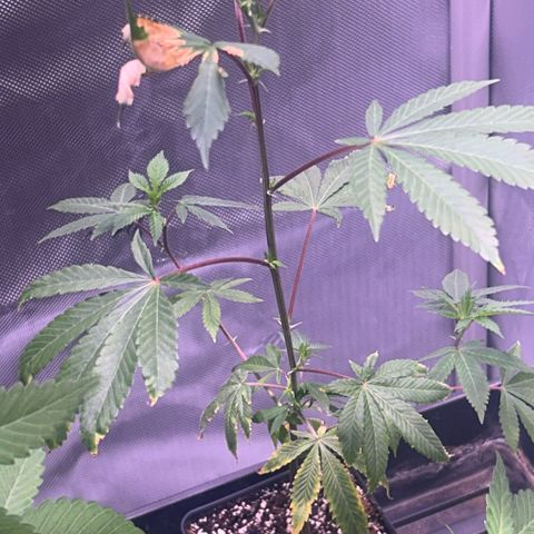 Bubby  growlog timeline photo