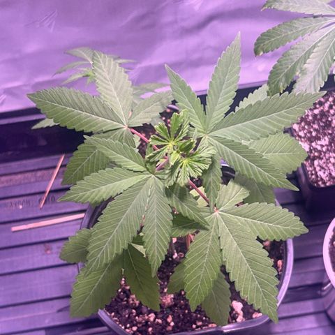 Foto del growlog de Squidwina (Chick Magnet): I topped her a couple days ago. I don’t think it was super successful I don’t know lol. More growth has popped up and she’s soaking up water like a sponge. I need to transfer her to another pot this weekend. 