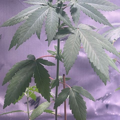 Foto del growlog de Squidwina (Chick Magnet): I topped her a couple days ago. I don’t think it was super successful I don’t know lol. More growth has popped up and she’s soaking up water like a sponge. I need to transfer her to another pot this weekend. 