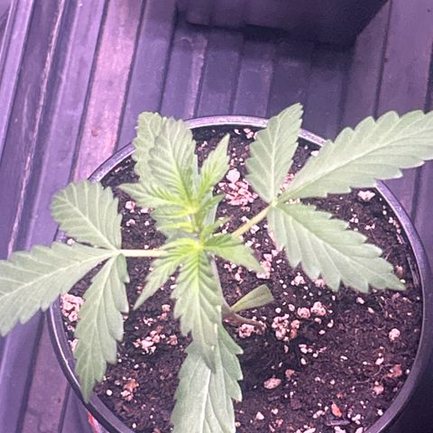 Panini (Sweet Mandarin Blossom) growlog photo: Doing great ! 
