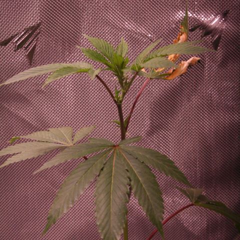 Bubby  growlog photo: Took some high-quality shots of the plants today. She’s doing quite well, I will prune her and transplant her soon. 