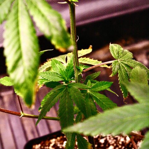 Bubby  growlog photo: Took some high-quality shots of the plants today. She’s doing quite well, I will prune her and transplant her soon. 