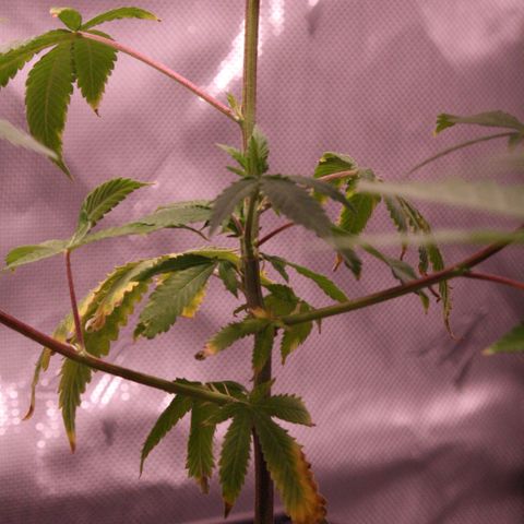 Bubby  growlog photo: Took some high-quality shots of the plants today. She’s doing quite well, I will prune her and transplant her soon. 