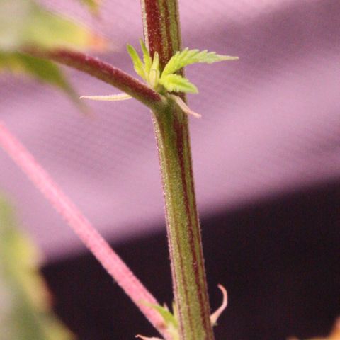 Bubby  growlog photo: Took some high-quality shots of the plants today. She’s doing quite well, I will prune her and transplant her soon. 