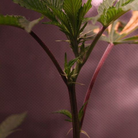 Bubby  growlog photo: Took some high-quality shots of the plants today. She’s doing quite well, I will prune her and transplant her soon. 
