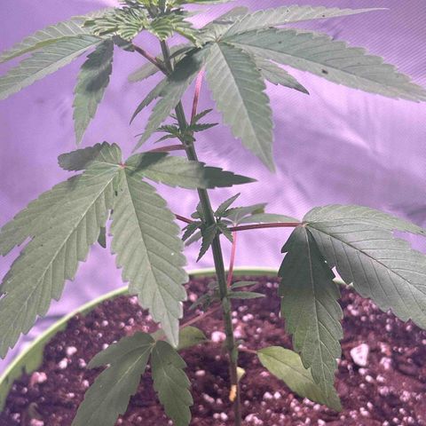 Foto del growlog de Squidwina (Chick Magnet): Pictures I took today! I ended up transplanting her because her roots were sticking out of the pot. I translated her into a 3.5-gallon pot still without nutrients! At first, after the transplant, she had a lean so I let her adjust! I still need to prop her up but she seems to be doing great! I'm not sure if I FIMed her correctly. 