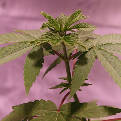 Foto del growlog de Squidwina (Chick Magnet): Pictures I took today! I ended up transplanting her because her roots were sticking out of the pot. I translated her into a 3.5-gallon pot still without nutrients! At first, after the transplant, she had a lean so I let her adjust! I still need to prop her up but she seems to be doing great! I'm not sure if I FIMed her correctly. 