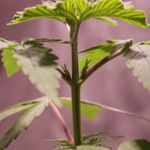Foto del growlog de Squidwina (Chick Magnet): Pictures I took today! I ended up transplanting her because her roots were sticking out of the pot. I translated her into a 3.5-gallon pot still without nutrients! At first, after the transplant, she had a lean so I let her adjust! I still need to prop her up but she seems to be doing great! I'm not sure if I FIMed her correctly. 