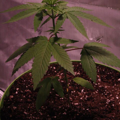 Foto del growlog de Squidwina (Chick Magnet): Pictures I took today! I ended up transplanting her because her roots were sticking out of the pot. I translated her into a 3.5-gallon pot still without nutrients! At first, after the transplant, she had a lean so I let her adjust! I still need to prop her up but she seems to be doing great! I'm not sure if I FIMed her correctly. 