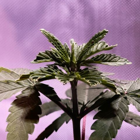Foto del growlog de Squidwina (Chick Magnet): Pictures I took today! I ended up transplanting her because her roots were sticking out of the pot. I translated her into a 3.5-gallon pot still without nutrients! At first, after the transplant, she had a lean so I let her adjust! I still need to prop her up but she seems to be doing great! I'm not sure if I FIMed her correctly. 