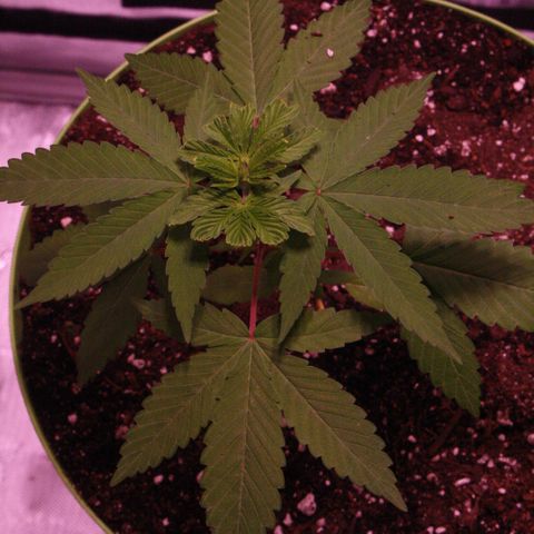 Foto del growlog de Squidwina (Chick Magnet): Pictures I took today! I ended up transplanting her because her roots were sticking out of the pot. I translated her into a 3.5-gallon pot still without nutrients! At first, after the transplant, she had a lean so I let her adjust! I still need to prop her up but she seems to be doing great! I'm not sure if I FIMed her correctly. 