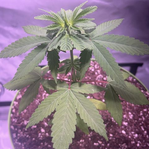 Foto del growlog de Squidwina (Chick Magnet): Photos for today, I noticed a bug. I think it’s a thrip, I hope it’s not a thrip. But we’ll see later today. 