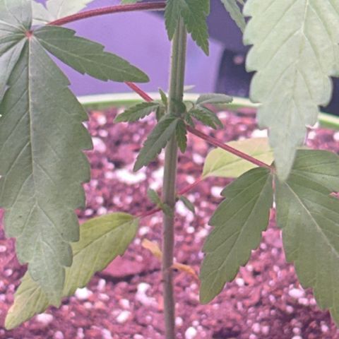 Foto del growlog de Squidwina (Chick Magnet): Photos for today, I noticed a bug. I think it’s a thrip, I hope it’s not a thrip. But we’ll see later today. 