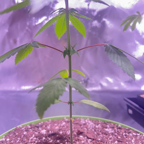 Foto del growlog de Squidwina (Chick Magnet): Photos for today, I noticed a bug. I think it’s a thrip, I hope it’s not a thrip. But we’ll see later today. 