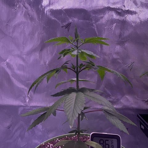 Foto del growlog de Squidwina (Chick Magnet): She’s doing great despite the thrip damage, she’s loving the humidity change. I will do a test spray tonight of insect soap tonight. 