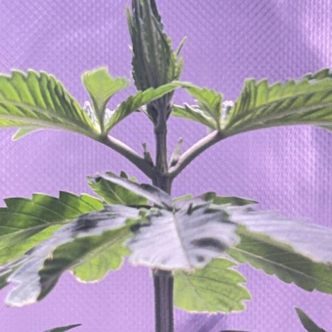 Foto del growlog de Squidwina (Chick Magnet): She’s doing great despite the thrip damage, she’s loving the humidity change. I will do a test spray tonight of insect soap tonight. 