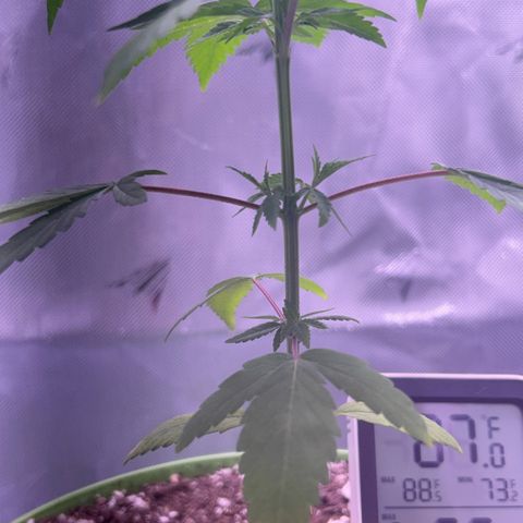 Foto del growlog de Squidwina (Chick Magnet): She’s doing great despite the thrip damage, she’s loving the humidity change. I will do a test spray tonight of insect soap tonight. 