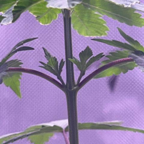 Foto del growlog de Squidwina (Chick Magnet): She’s doing great despite the thrip damage, she’s loving the humidity change. I will do a test spray tonight of insect soap tonight. 