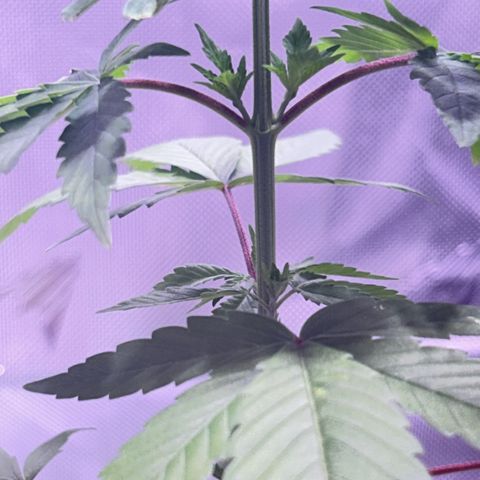 Foto del growlog de Squidwina (Chick Magnet): She’s doing great despite the thrip damage, she’s loving the humidity change. I will do a test spray tonight of insect soap tonight. 