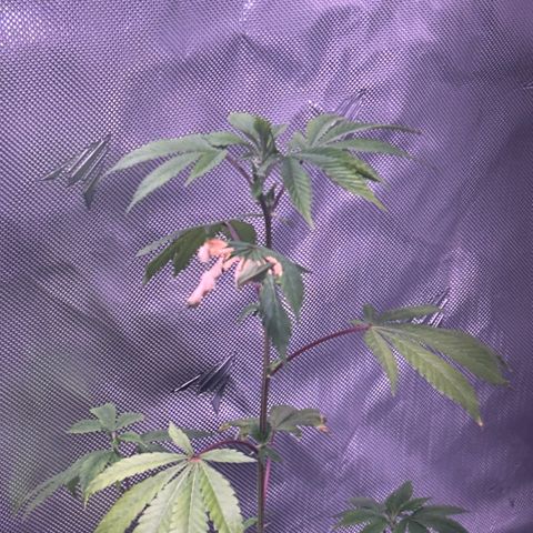 Bubby  growlog photo: She's doing okay lol I got her some nutrients Imma give her and a well need a transplant….