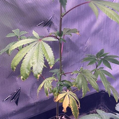 Bubby  growlog photo: She's doing okay lol I got her some nutrients Imma give her and a well need a transplant….