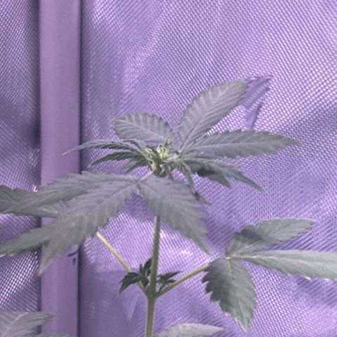 Panini (Sweet Mandarin Blossom) growlog photo:  Doing well! Also needs a spray!!  
