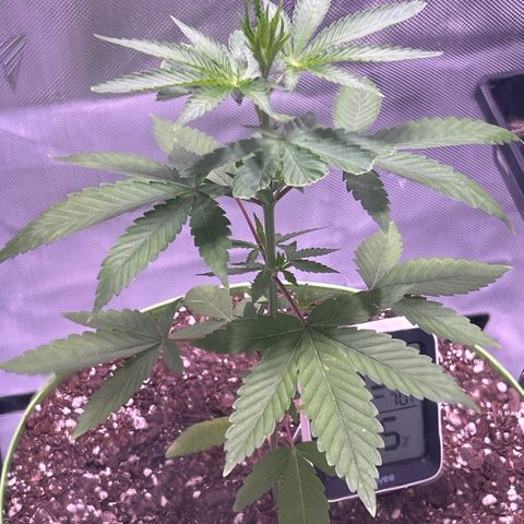 Foto del growlog de Squidwina (Chick Magnet): A couple hours after the bug spray. It’s a little too hot in my tent right now so I opened it up more. 