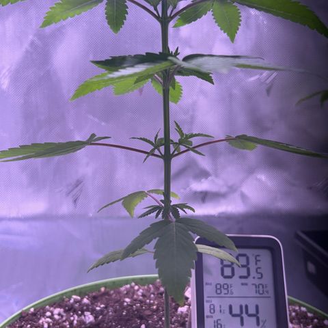 Foto del growlog de Squidwina (Chick Magnet): A couple hours after the bug spray. It’s a little too hot in my tent right now so I opened it up more. 