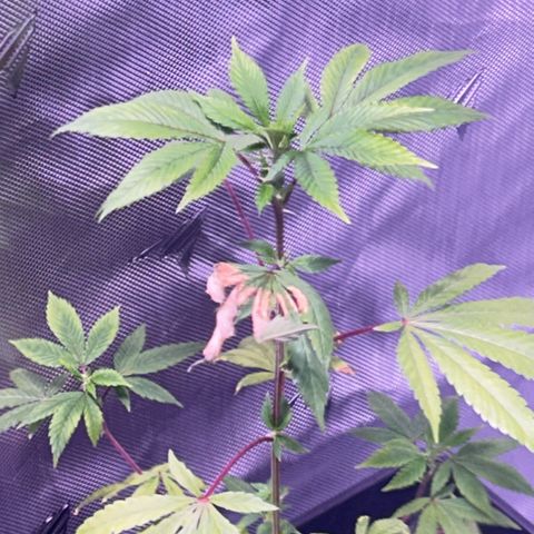 Bubby  growlog photo: A couple hours after the bug spray. It’s a little too hot in my tent right now so I opened it up more. 