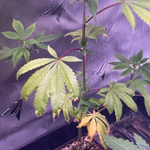 Bubby  growlog photo: A couple hours after the bug spray. It’s a little too hot in my tent right now so I opened it up more. 