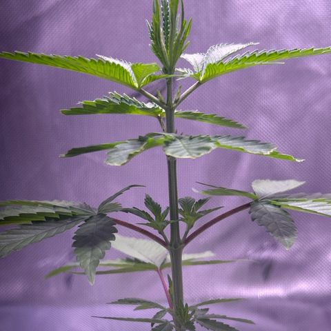 Foto del growlog de Squidwina (Chick Magnet): A couple hours after the bug spray. It’s a little too hot in my tent right now so I opened it up more. 