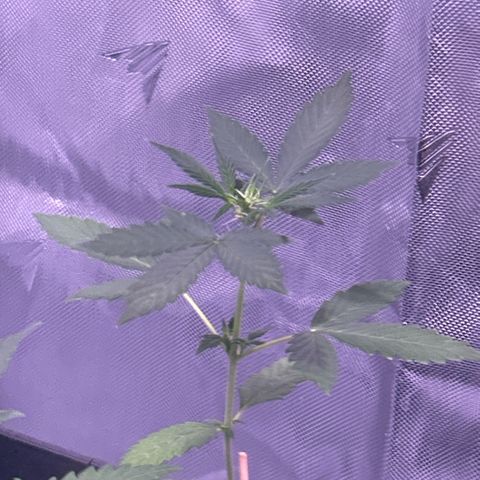 Panini (Sweet Mandarin Blossom) growlog photo: A couple hours after the bug spray. It’s a little too hot in my tent right now so I opened it up more. 