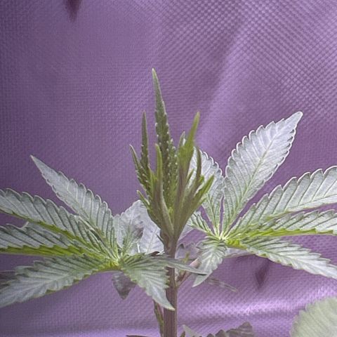 Foto del growlog de Squidwina (Chick Magnet): A couple hours after the bug spray. It’s a little too hot in my tent right now so I opened it up more. 