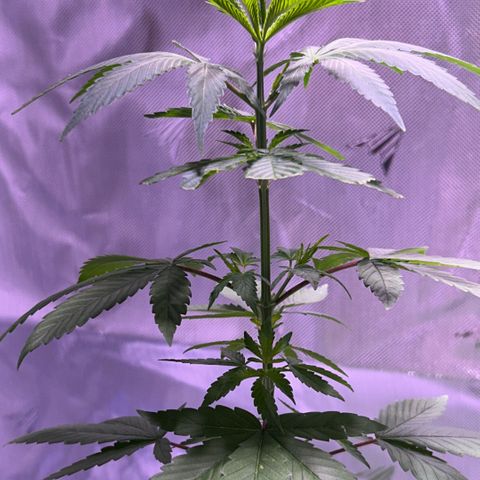 Foto del growlog de Squidwina (Chick Magnet): Pictures from this morning at 8:00am. Major new growth. I’ve noticed a little dark greening at the top.  And extension of stems. As well as sexual maturity. 