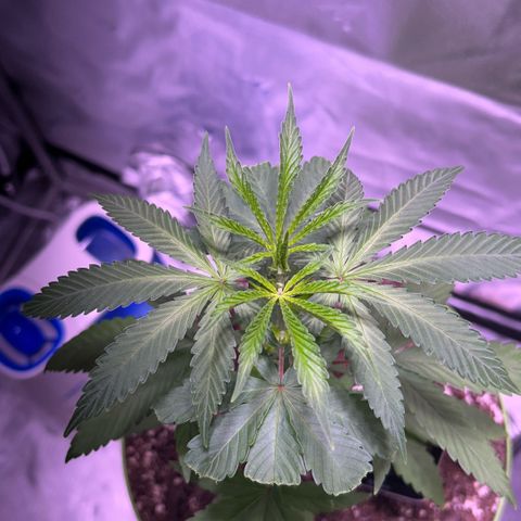 Foto del growlog de Squidwina (Chick Magnet): Pictures from this morning at 8:00am. Major new growth. I’ve noticed a little dark greening at the top.  And extension of stems. As well as sexual maturity. 