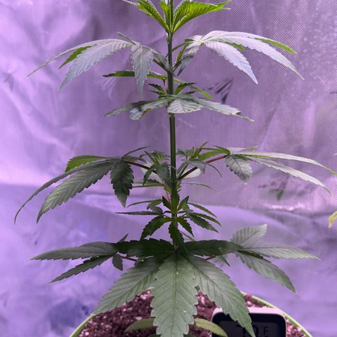 Foto del growlog de Squidwina (Chick Magnet): Pictures from this morning at 8:00am. Major new growth. I’ve noticed a little dark greening at the top.  And extension of stems. As well as sexual maturity. 