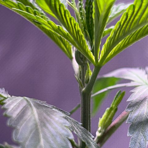 Foto del growlog de Squidwina (Chick Magnet): Pictures from this morning at 8:00am. Major new growth. I’ve noticed a little dark greening at the top.  And extension of stems. As well as sexual maturity. 